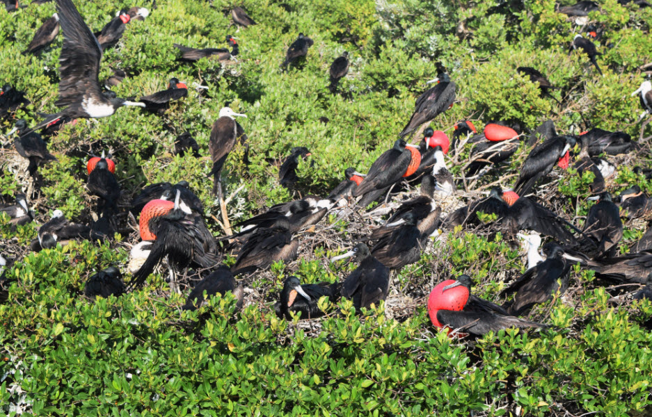 Barbuda Frigate Bird Sanctuary, Antigua and Barbuda